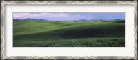 Framed Wheat field on a rolling landscape, near Pullman, Washington State, USA