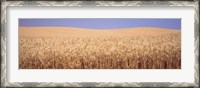 Framed Golden wheat in a field, Palouse, Whitman County, Washington State, USA