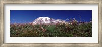 Framed Wildflowers on mountains, Mt Rainier, Pierce County, Washington State, USA