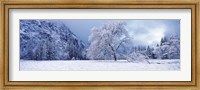 Framed Snow covered oak tree in a valley, Yosemite National Park, California, USA