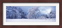 Framed Snow covered oak tree in a valley, Yosemite National Park, California, USA