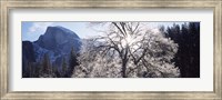 Framed Low angle view of a snow covered oak tree, Yosemite National Park, California, USA