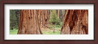Framed Sapling among full grown Sequoias, Sequoia National Park, California, USA