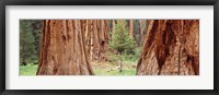 Framed Sapling among full grown Sequoias, Sequoia National Park, California, USA