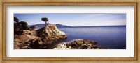 Framed Cypress tree at the coast, The Lone Cypress, 17 mile Drive, Carmel, California