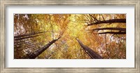 Framed Low angle view of trees with yellow foliage, Bavaria, Germany