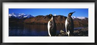 Framed Two King penguins on shore of Cumberland Bay East, King Edward Point, Cumberland Bay, South Georgia Island