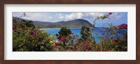 Framed Tropical flowers at the seaside, Deshaies Beach, Deshaies, Guadeloupe