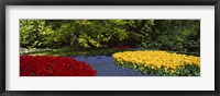 Framed Flowers in a garden, Keukenhof Gardens, Lisse, Netherlands