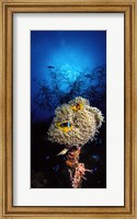Framed Sea anemone and Allard's anemonefish (Amphiprion allardi) in the ocean