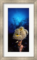 Framed Sea anemone and Allard's anemonefish (Amphiprion allardi) in the ocean