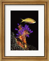 Framed Bluebell tunicate (Clavelina puertosecensis) and Anthias Fish (Pseudanthias lori) in the sea
