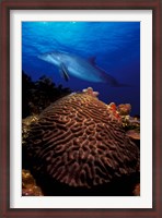 Framed Bottle-Nosed dolphin (Tursiops truncatus) and coral in the sea