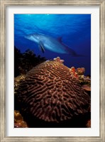 Framed Bottle-Nosed dolphin (Tursiops truncatus) and coral in the sea
