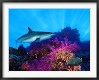 Framed Caribbean Reef shark (Carcharhinus perezi) and Soft corals in the ocean