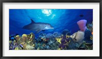 Framed Bottle-Nosed dolphin (Tursiops truncatus) and Gray angelfish (Pomacanthus arcuatus) on coral reef in the sea