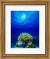 Framed Queen angelfish (Holacanthus ciliaris) and Blue chromis (Chromis cyanea) with Black Durgon in the sea