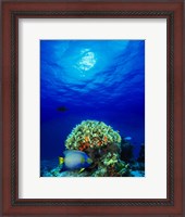 Framed Queen angelfish (Holacanthus ciliaris) and Blue chromis (Chromis cyanea) with Black Durgon in the sea