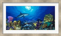 Framed Caribbean Reef shark (Carcharhinus perezi) Rainbow Parrotfish (Scarus guacamaia) in the sea