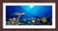 Framed Hawksbill turtle (Eretmochelys Imbricata) and French angelfish (Pomacanthus paru) with Stoplight Parrotfish (Sparisoma viride)