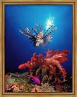 Framed Lionfish (Pteropterus radiata) and Squarespot anthias (Pseudanthias pleurotaenia) with soft corals in the ocean