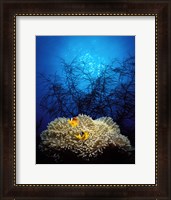 Framed Mat anemone and Allard's anemonefish (Amphiprion allardi) in the ocean