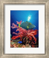 Framed Orange-Lined triggerfish (Balistapus undulatus) and soft corals in the ocean