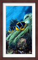 Framed Allard's anemonefish (Amphiprion allardi) in the ocean