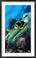 Framed Allard's anemonefish (Amphiprion allardi) in the ocean