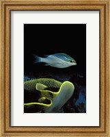Framed Two-Lined monocle bream (Scolopsis bilineata) and coral in the ocean