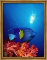 Framed Yellow-Banded angelfish (Pomacanthus maculosus) with soft corals in the ocean