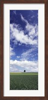 Framed Germany, Baden-Wurttemberg,Single tree in field, clouds