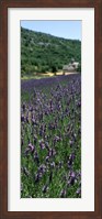 Framed Lavender crop with a monastery in the background, Abbaye De Senanque, Provence-Alpes-Cote d'Azur, France