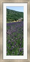 Framed Lavender crop with a monastery in the background, Abbaye De Senanque, Provence-Alpes-Cote d'Azur, France