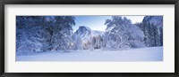 Framed Oak trees and rock formations covered with snow, Half Dome, Yosemite National Park, California