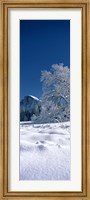 Framed Oak tree and rock formations covered with snow, Half Dome, Yosemite National Park, Mariposa County, California, USA