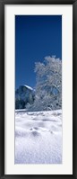 Framed Oak tree and rock formations covered with snow, Half Dome, Yosemite National Park, Mariposa County, California, USA