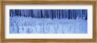 Framed Snow covered trees on a landscape, Yosemite Valley, Yosemite National Park, Mariposa County, California, USA