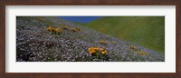 Framed Purple and Orange Wildflowers on a hillside, California