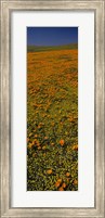 Framed Orange Wildflowers, California