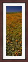 Framed Orange Wildflowers, California