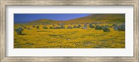 Framed Yellow Wildflowers on a landscape, California