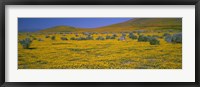 Framed Yellow Wildflowers on a landscape, California