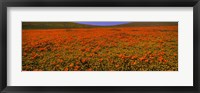 Framed Orange Wildflowers on a landscape, California