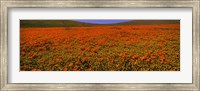 Framed Orange Wildflowers on a landscape, California