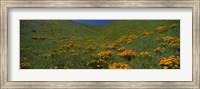 Framed Orange Wildflowers on a hillside, California