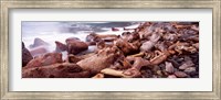 Framed Driftwood on the beach, Oregon Coast, Oregon, USA
