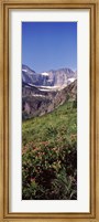 Framed Alpine wildflowers on a landscape, US Glacier National Park, Montana, USA