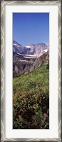 Framed Alpine wildflowers on a landscape, US Glacier National Park, Montana, USA