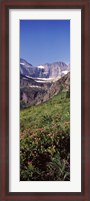 Framed Alpine wildflowers on a landscape, US Glacier National Park, Montana, USA